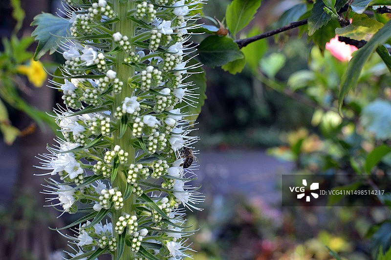 植物花卉特写，西班牙圣克鲁斯德特内里费图片素材