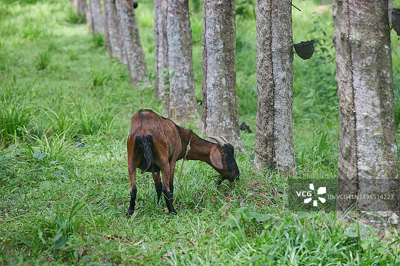 泰国沙敦，在草地上吃草的牛的侧视图图片素材