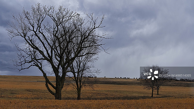 俄克拉荷马州的树木图片素材