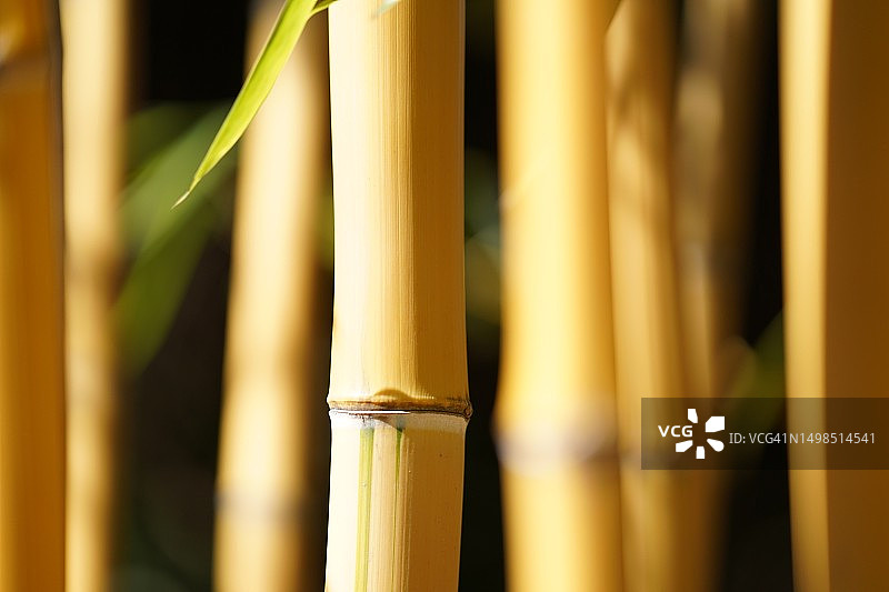 竹子特写图片素材