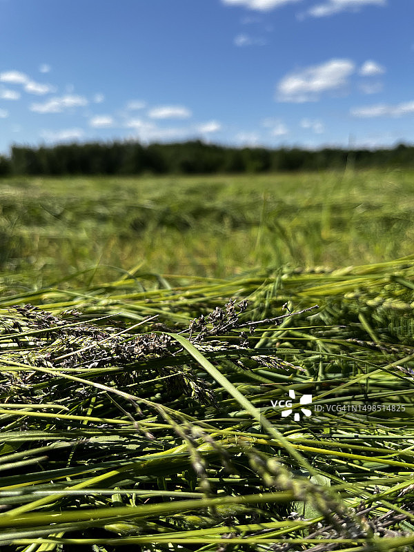 乌克兰，天空下的草地特写图片素材