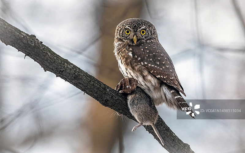栖息在树枝上的幼年横斑林鸮，俄罗斯圣彼得堡图片素材