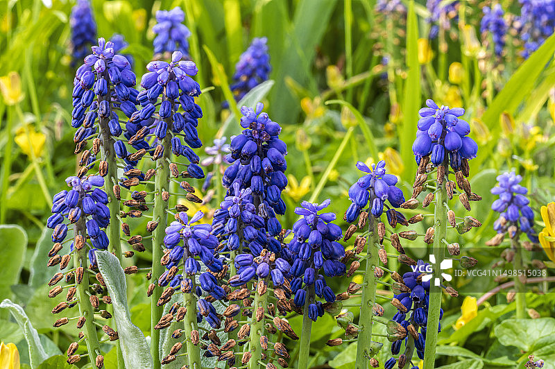伦敦克兰利花园的紫色植物特写图片素材