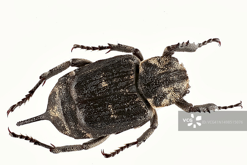 德国汉诺威白色背景上的昆虫特写图片素材