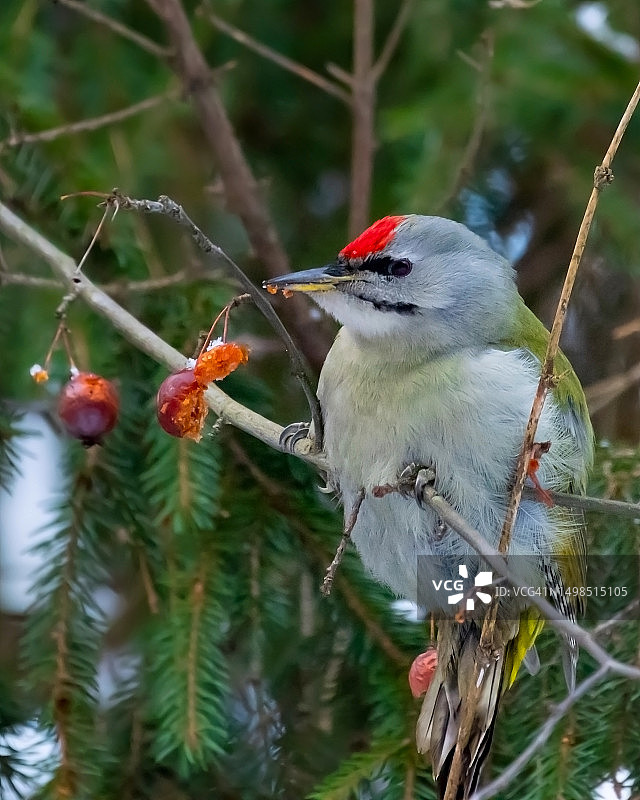 啄木鸟栖息在树枝上的特写，科罗廖夫，俄罗斯图片素材