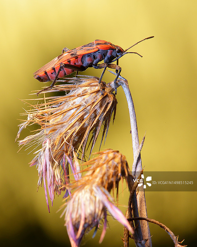 植物上的昆虫特写，西班牙图片素材
