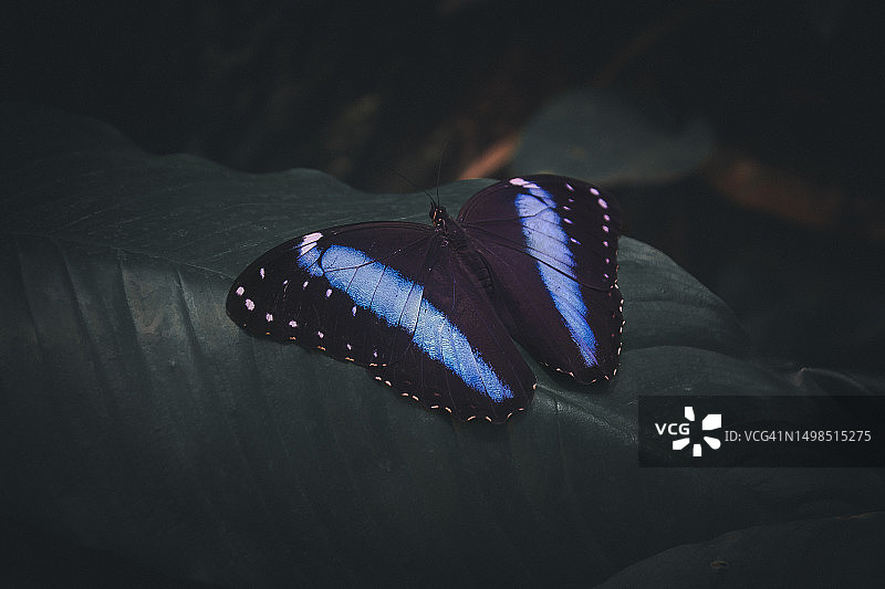 蝴蝶在树叶上的特写图片素材