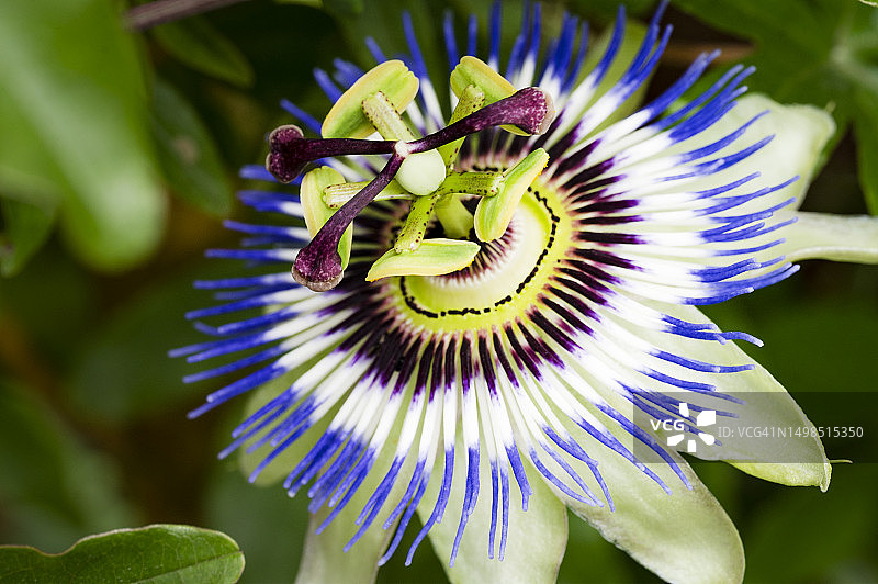 西番莲特写，塞尔维亚图片素材