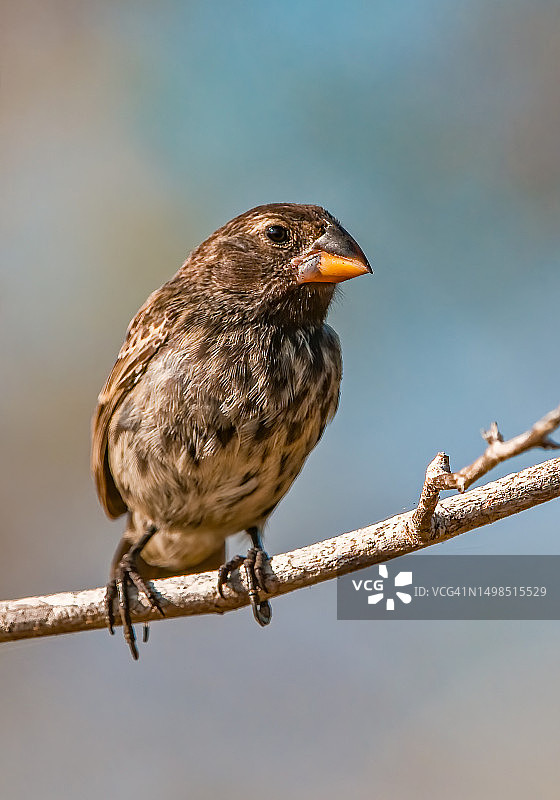 中地雀，厄瓜多尔加拉帕戈斯群岛国家公园圣地亚哥岛图片素材
