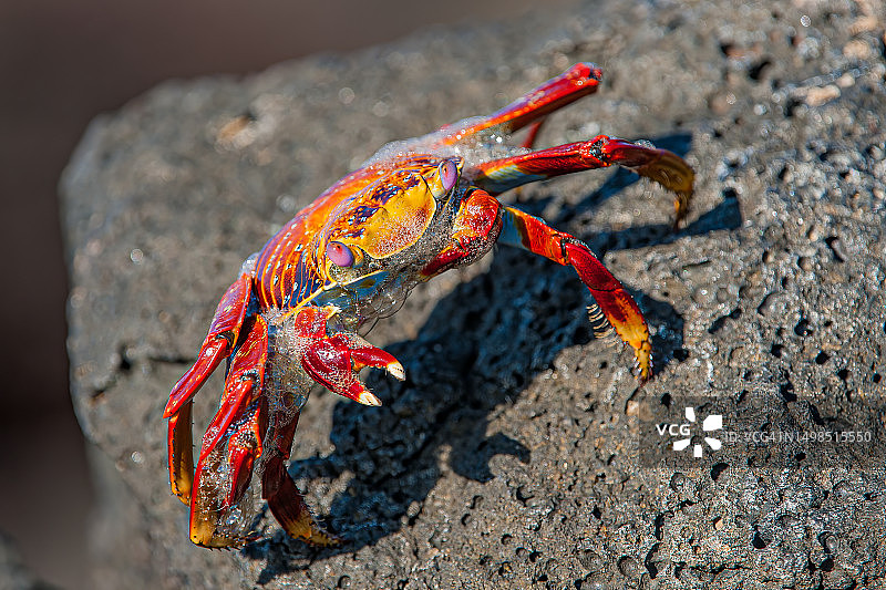 加拉帕戈斯群岛莫斯克拉小岛的格雷普斯蟹，正在蜕皮图片素材