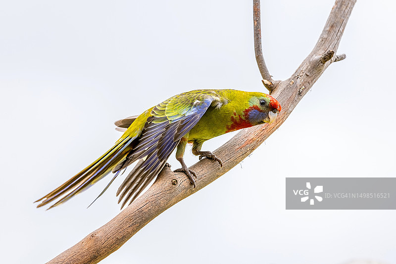 澳大利亚维多利亚巴拉瑞特：蓝天下栖息在树枝上的鹦鹉仰视图片素材