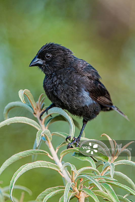 小地雀，位于厄瓜多尔加拉帕戈斯群岛国家公园圣地亚哥岛图片素材