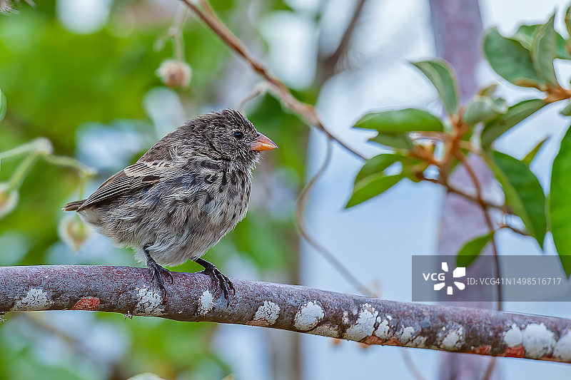 小地雀，位于厄瓜多尔加拉帕戈斯群岛国家公园圣地亚哥岛图片素材