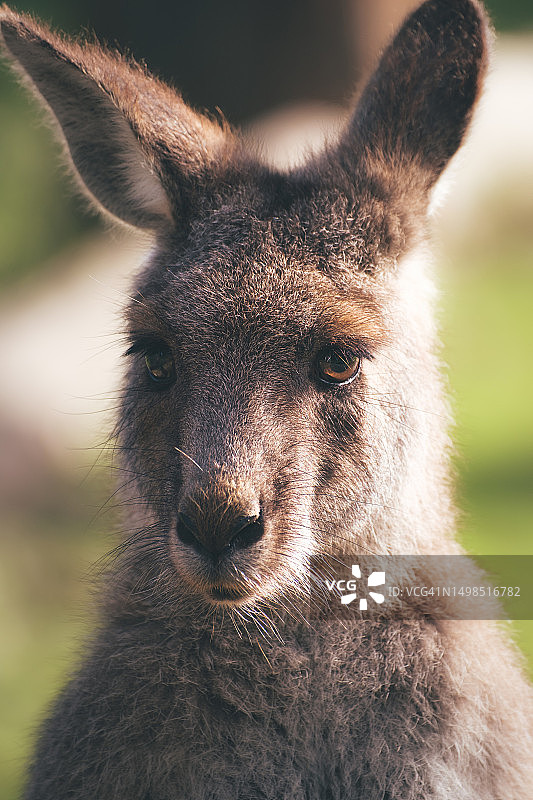 袋鼠的特写，澳大利亚维多利亚州泰农图片素材