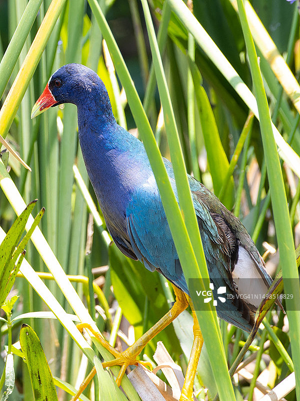 美国佛罗里达州红骨顶鸡栖息于植物上的特写图片素材