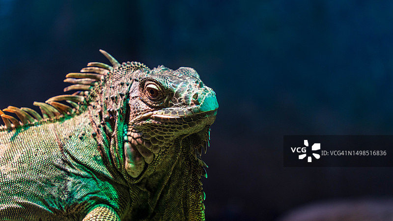 绿色鬣蜥特写图片素材