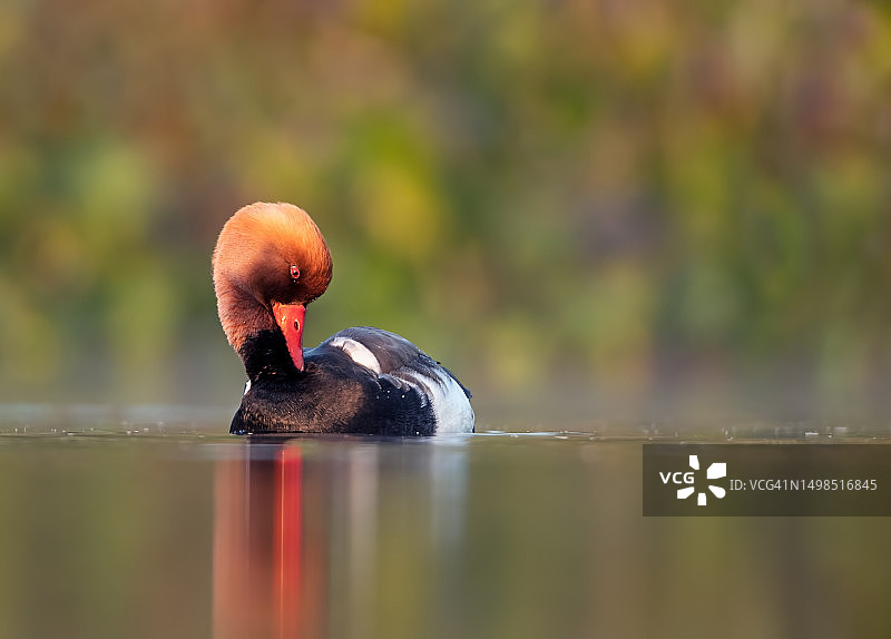 印度湖中红色游泳者特写图片素材