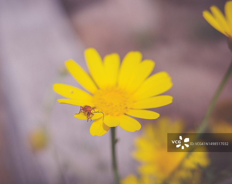 黄色植物特写，希腊北爱琴海米蒂利尼图片素材