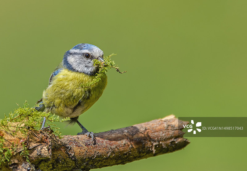 栖息在树枝上的鸣禽蓝山雀特写图片素材