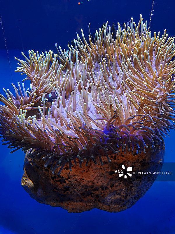 珊瑚在海中的特写图片素材