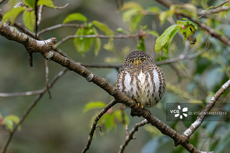 印度马哈拉施特拉邦那格浦尔专区栖息在树枝上的猫头鹰特写图片素材