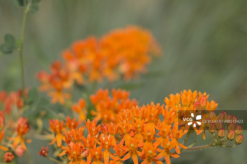 橙色万寿菊花朵特写图片素材