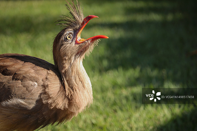 鸟类栖息在草地上的特写，巴西图片素材