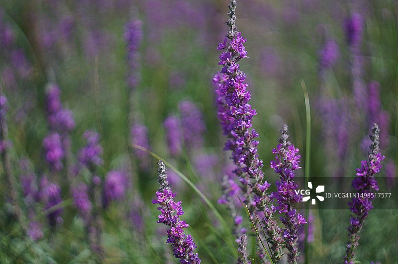 俄罗斯达吉斯坦田野里的紫色开花植物特写图片素材