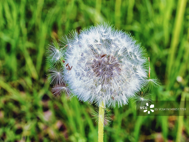 俄罗斯田野上的蒲公英花朵特写图片素材
