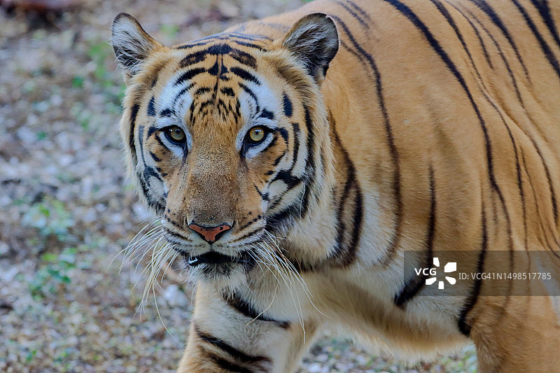 苏门答腊虎特写肖像，印度图片素材