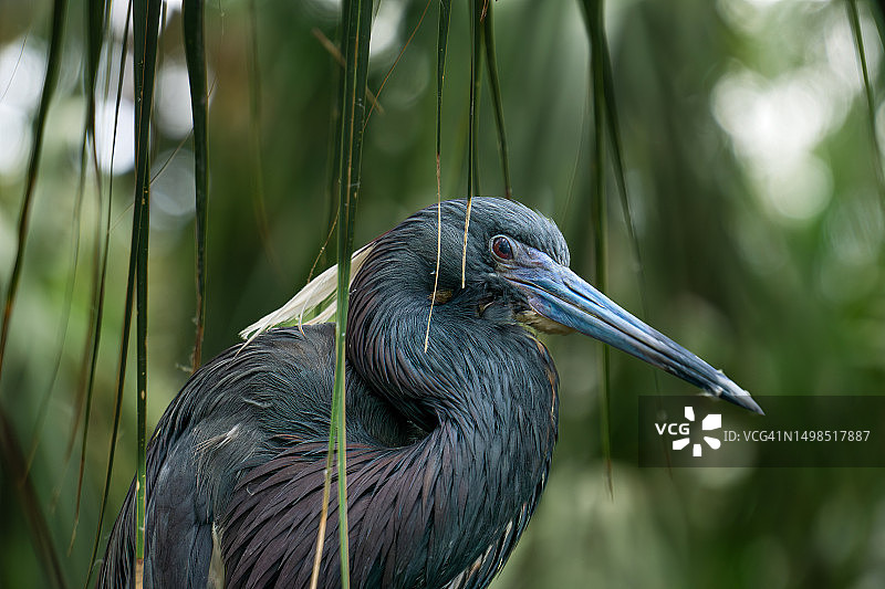 户外苍鹭栖息特写图片素材