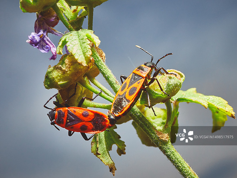 植物上的昆虫特写，西班牙韦斯卡图片素材