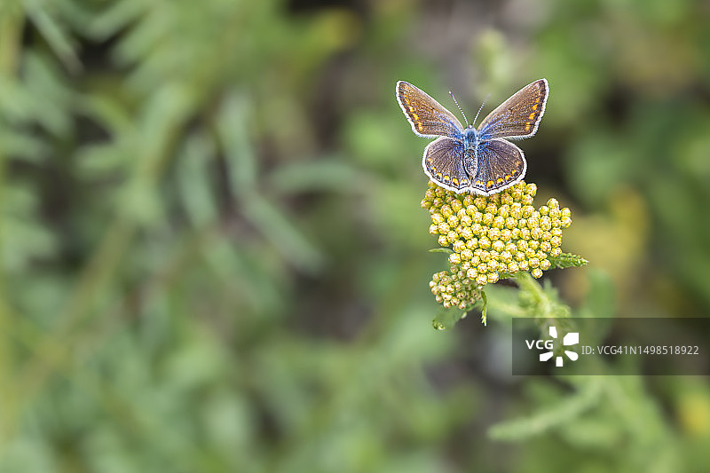 蝴蝶在花上授粉的特写图片素材