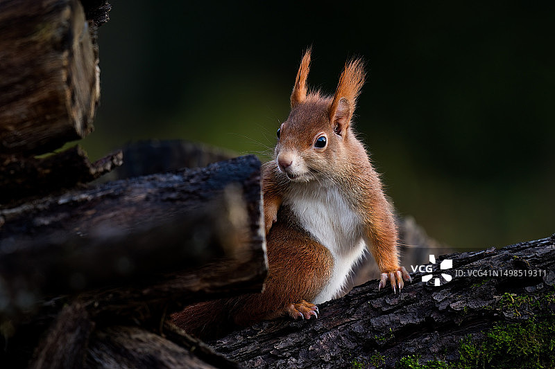 印度马哈拉施特拉邦那格浦尔专区树干上的松鼠特写图片素材