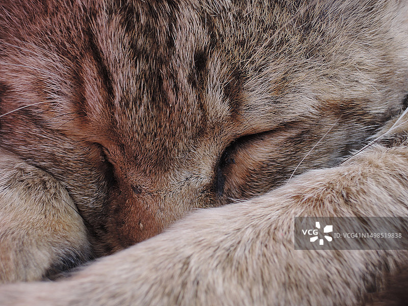 沉睡的猫咪特写，伊朗图片素材