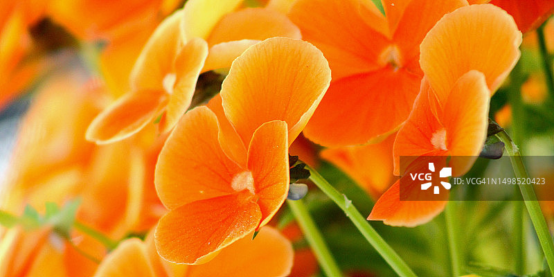 橙色开花植物特写，挪威图片素材