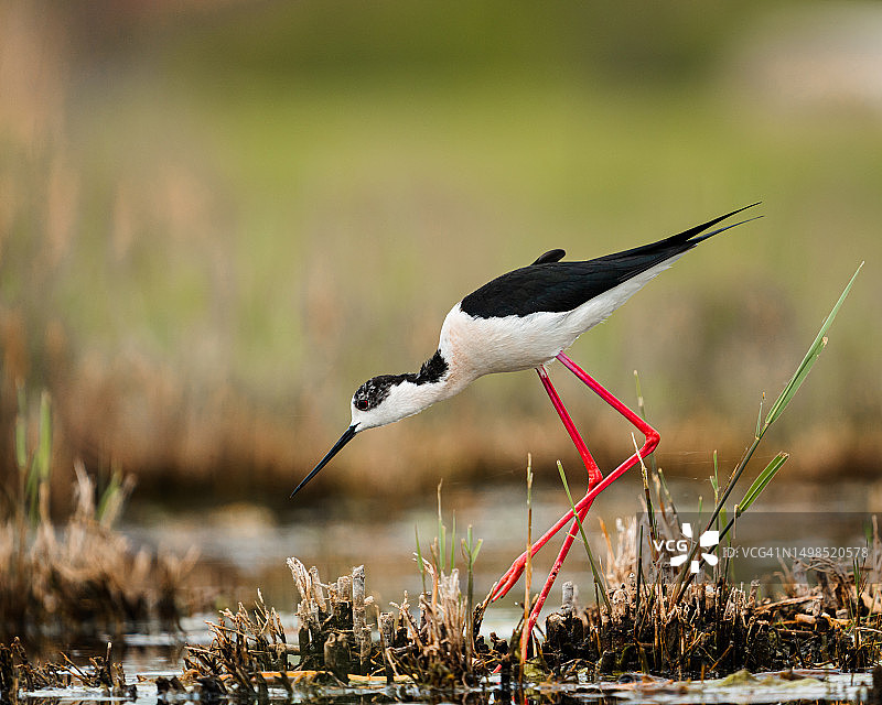 栖息在田野上的黑色鸟类特写图片素材