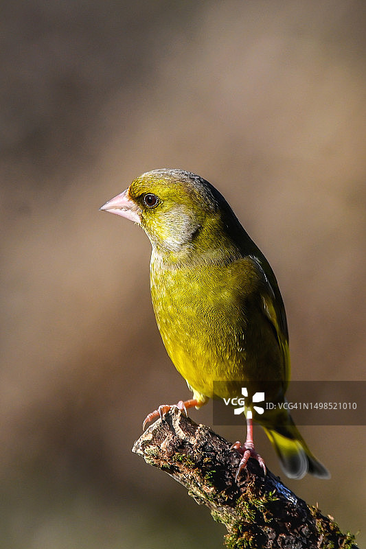 雀鸟栖息在树枝上的特写图片素材