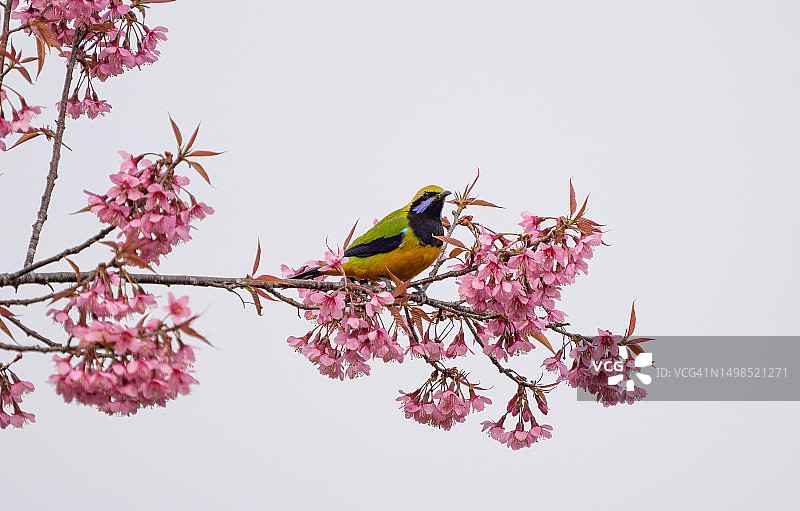 印度曼尼普尔邦因帕尔，栖息在树上的蓝山雀特写图片素材