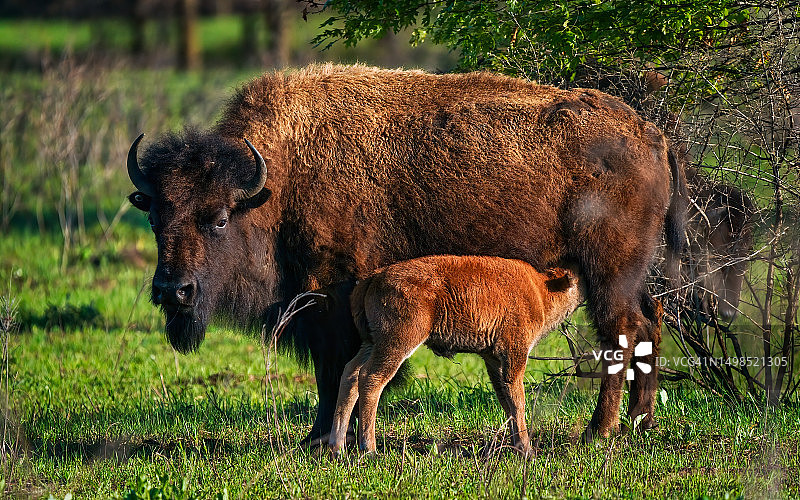 带着新生幼崽的美洲野牛图片素材