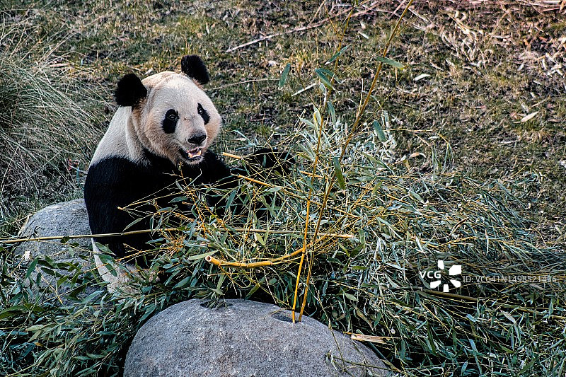 草地上坐着的熊（罗斯基勒，腓特列斯贝，丹麦）图片素材