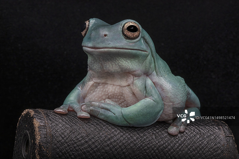 佐治亚州坎顿黑色背景红色树木特写图片素材