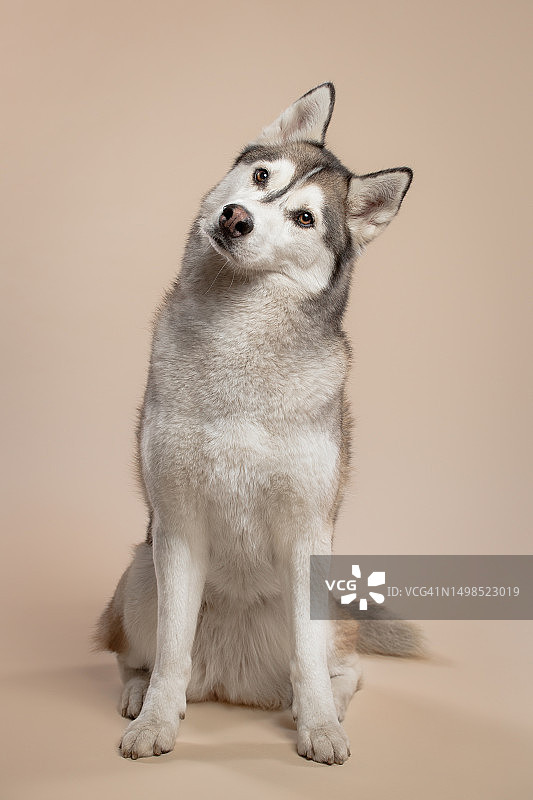 雪橇纯种西伯利亚哈士奇的特写，背景为白色，布达佩斯，匈牙利图片素材