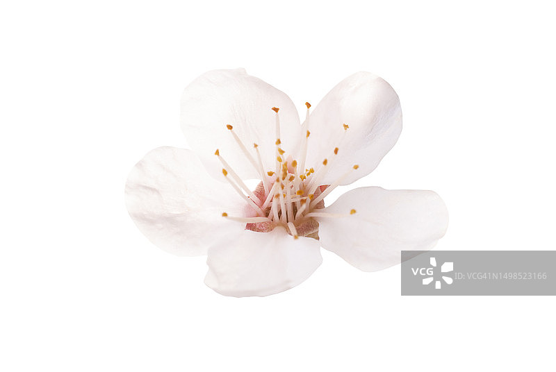 乌克兰白色背景下的白色花朵特写图片素材