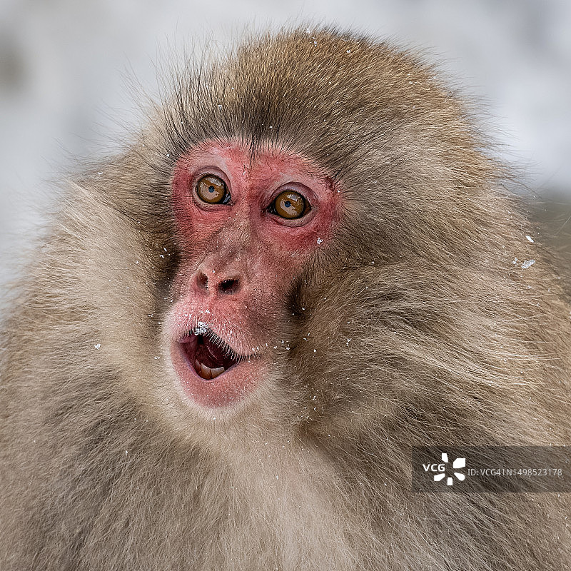 日本长野县猕猴特写图片素材