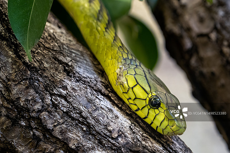 树干上的昆虫特写，捷克共和国图片素材