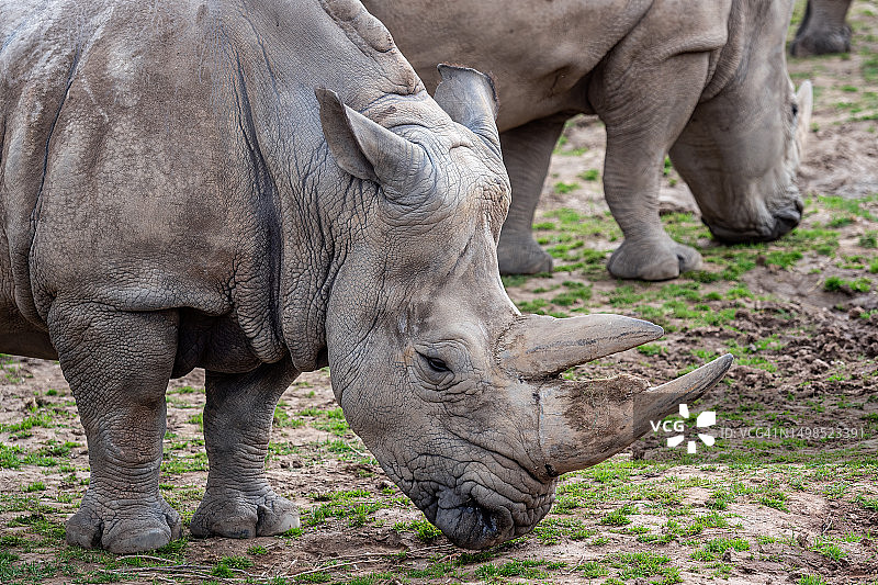 站在田野上的白犀牛侧面图，捷克共和国图片素材
