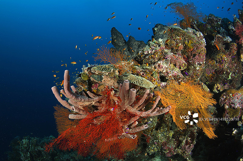 热带鱼在海中游泳特写图片素材