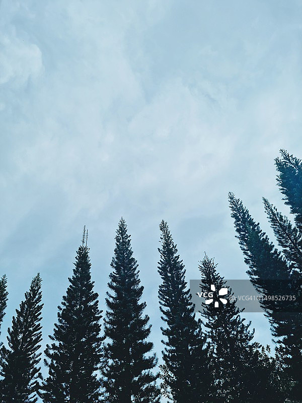 仰视菲律宾三宝颜半岛松树图片素材