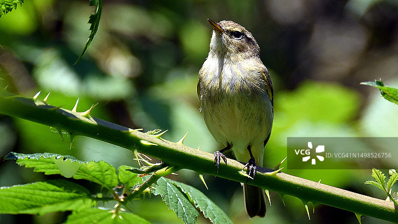 栖息在树枝上的鸣禽特写，英国伦敦肯辛顿花园图片素材